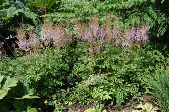 Astilbe chinensis (18/07/2015, Kew Gardens, London)