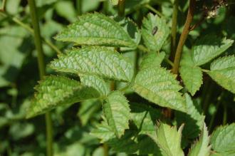 Astilbe chinensis Leaf (18/07/2015, Kew Gardens, London)