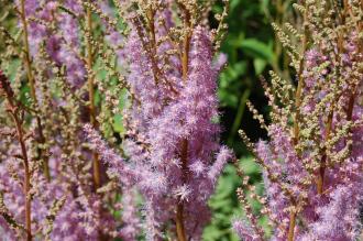 Astilbe chinensis Flower (18/07/2015, Kew Gardens, London)