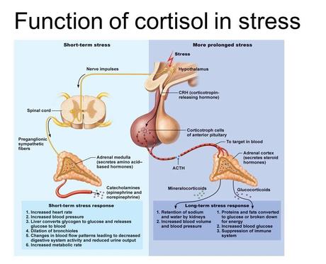 Cortisol – Part 1 – Relationship to Stress