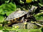 Abandoned Terrapin Amazes Experts After Surviving Years