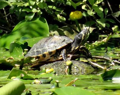 Abandoned Terrapin Amazes Experts after Surviving 25 Years