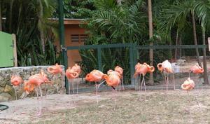 The highlight of the gardens are the delicate flamingos that are trained to do marching drills.