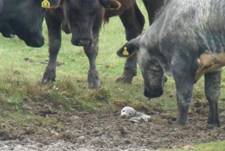 Cows Help Stranded Baby Seal to Safety