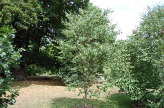 Betula utilis Bark (18/07/2015, Kew Gardens, London)