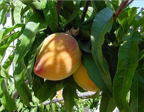 Top 10 Strange, Rare and Unusual Peaches