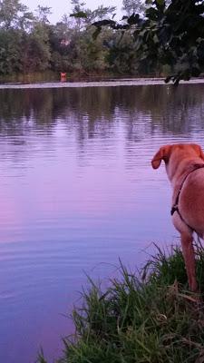 Sunrise + Deer Swimming