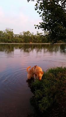 Sunrise + Deer Swimming