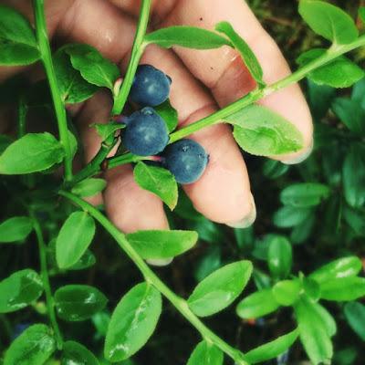 Picking blueberries