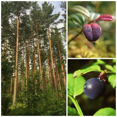 Picking blueberries