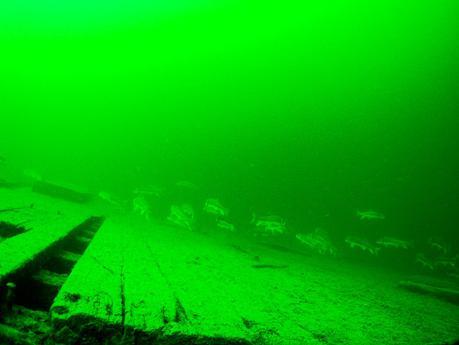 schools of fish can be found when wreck diving the sunken Canadian Pacific Railway Barge in Okanagan Lake