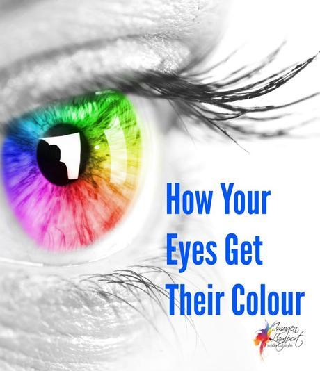 How your eyes get their colour