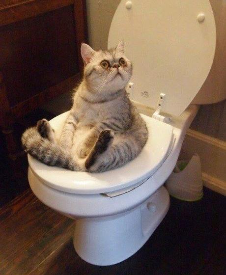Top 10 Genius Toilet Trained Cats