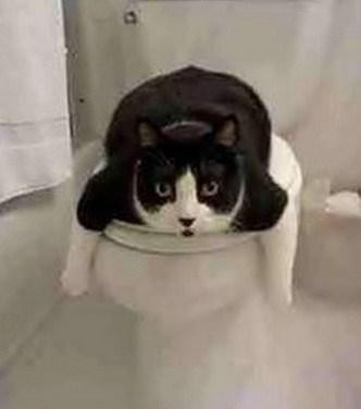 Top 10 Genius Toilet Trained Cats