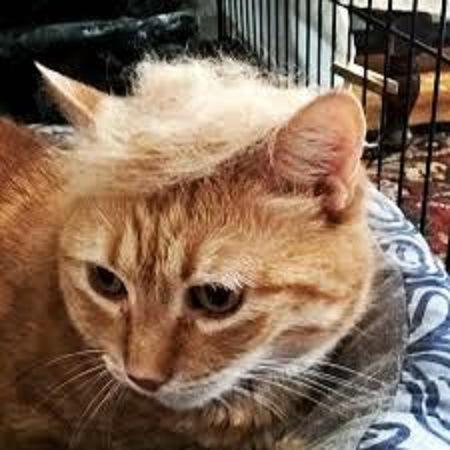 Trump cat