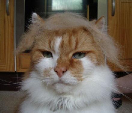Trump cat7