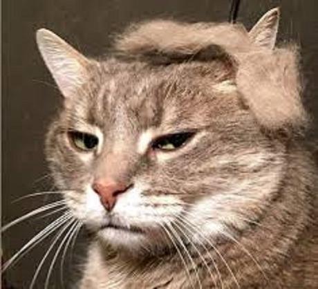 Trump cat2