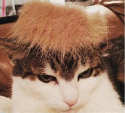 Trump cat5