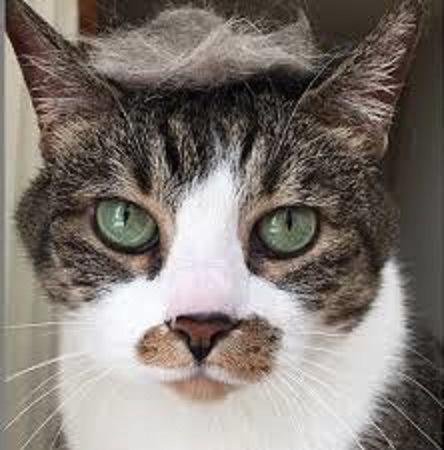 Trump cat3