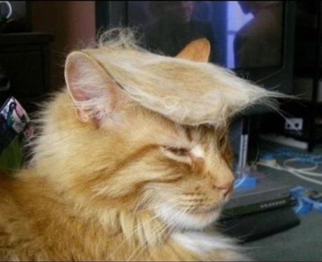 Donald Trump cat
