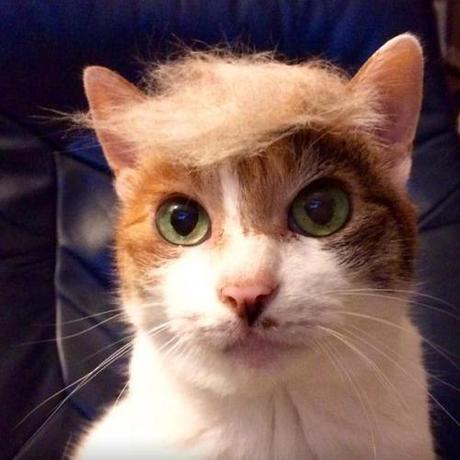 Donald Trump cat1