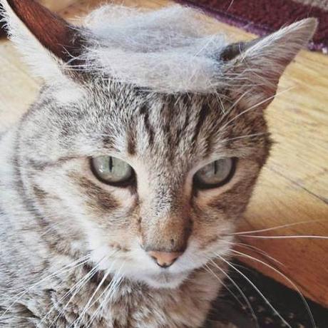 Trump cat1