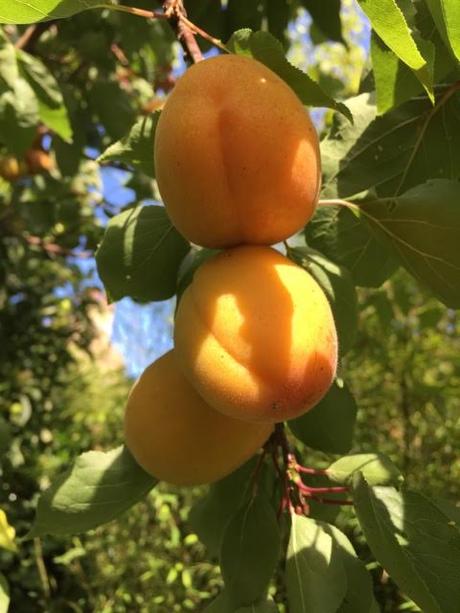 ripening apricots on tree