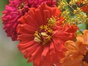 Zinnia Celebration