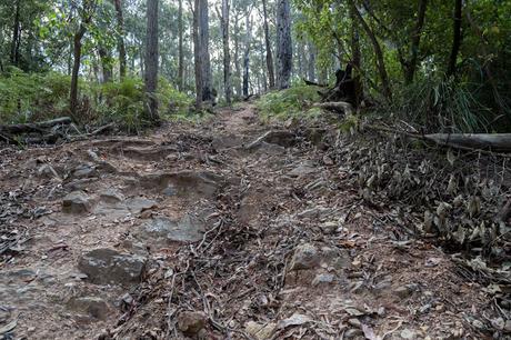 steep track wombat state forest