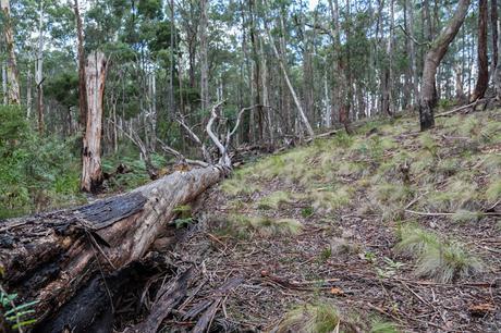 fallen tree wombat state forest