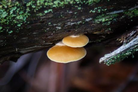 fungi on log