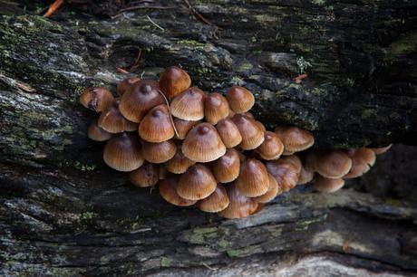 fungi on fallen tree