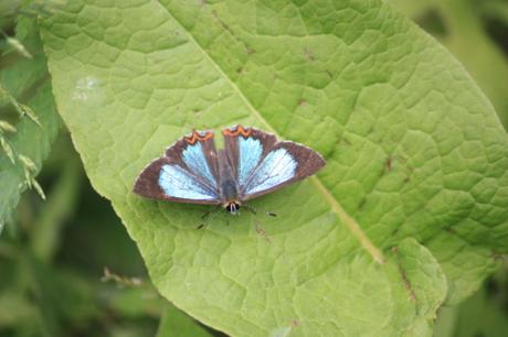 Taken June 12, 2015 in Great Himalayan National Park (GHNP)