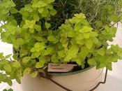 Prestatyn Flower Show