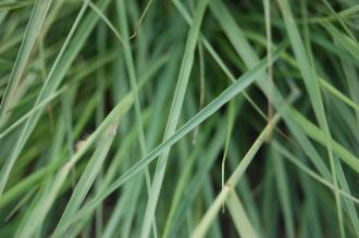 Pennisetum orientale Leaf (18/07/2015, Kew gardens, London)