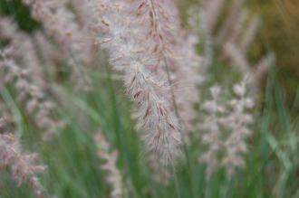 Pennisetum orientale Flower (18/07/2015, Kew gardens, London)