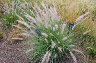 Pennisetum orientale (18/07/2015, Kew gardens, London)