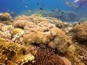 Balicasag Island, Panglao: Extraordinary Marine Diversity Beyond Compare