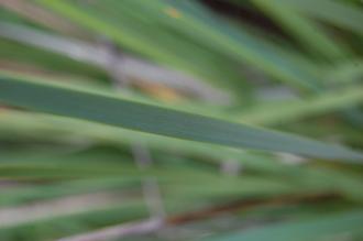 Dierama pulcherrimum Leaf (18/07/2015, Kew Gardens, London)