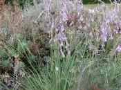 Dierama Pulcherrimum