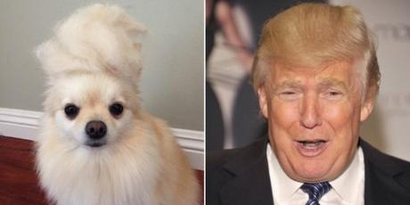 Trump dog1