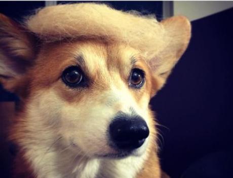 Trump dog7