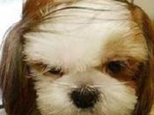 Your Look Like Donald Trump