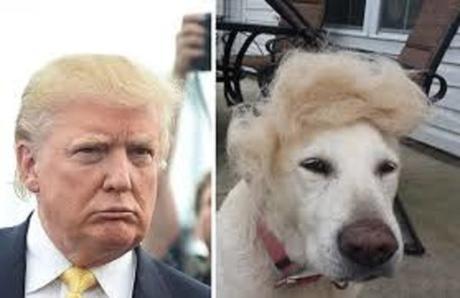 Trump dog5