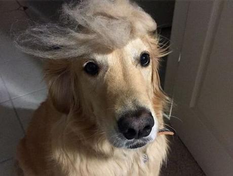 Trump dog5