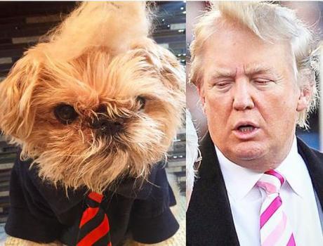 Trump dog6