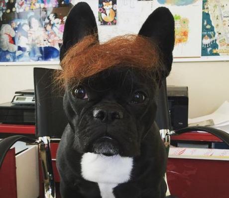 Trump dog13