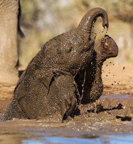 Top 10 Dirty Animals Covered in Mud - Paperblog