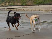 Rescue Lurcher Rottweiler Horden Beach, County Durham