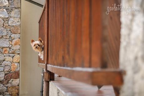 a curious pooch in La Massana, Andorra